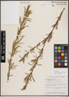 Foto von Salix exigua var. pedicellata (Andersson) Cronquist